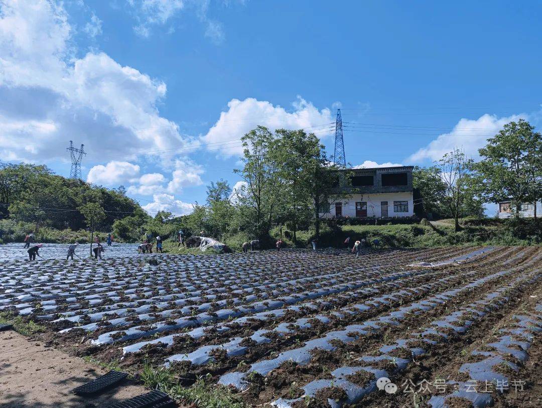 果村新项目，先锋引领乡村发展之路